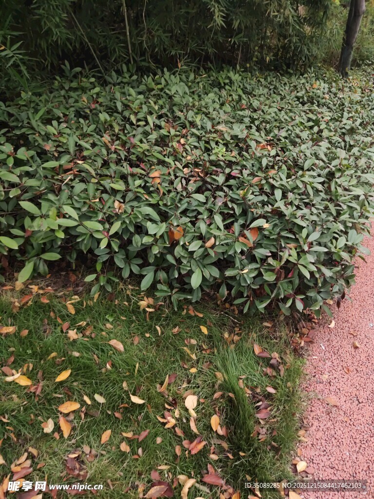 小径旁繁茂的绿植景观