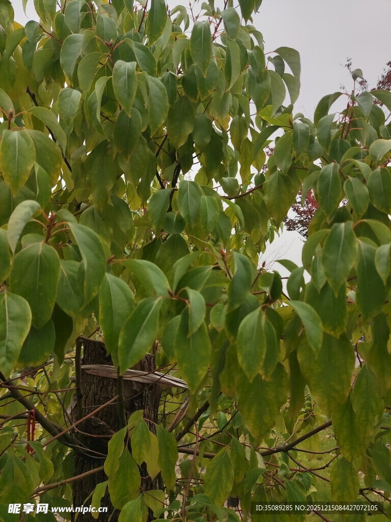 绿叶繁茂的树木景象