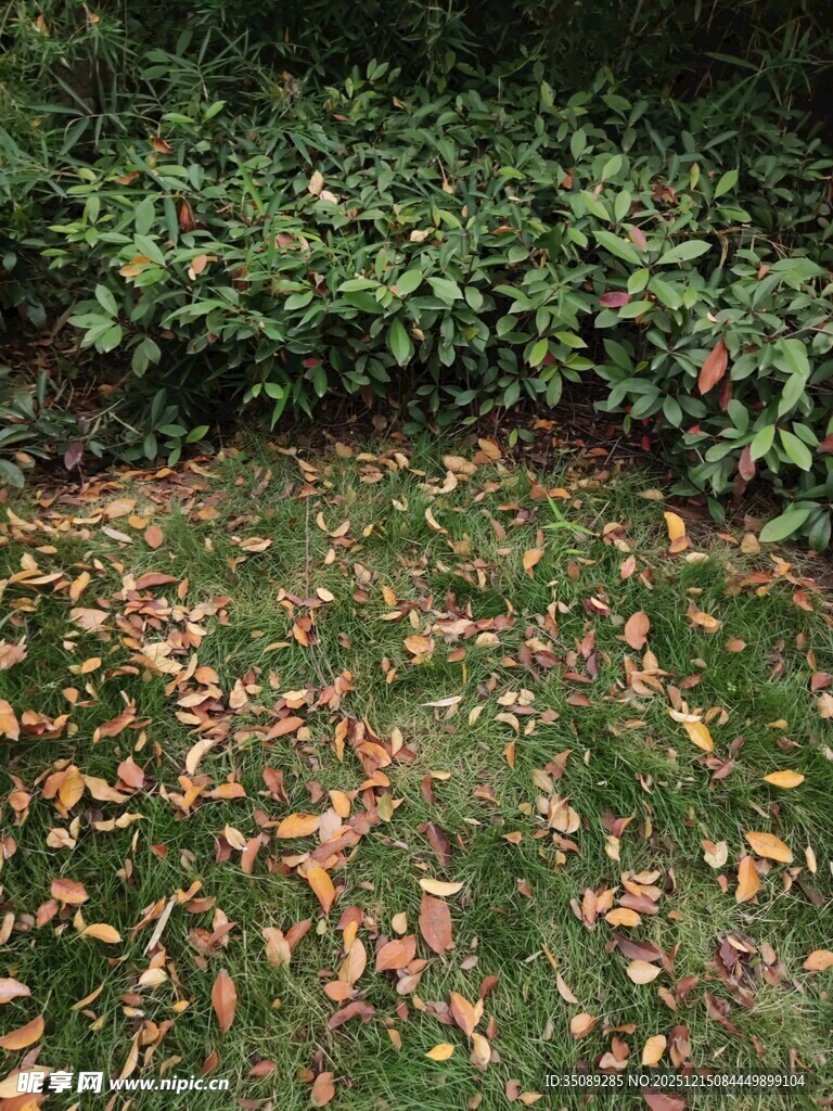 秋日草地落叶景象