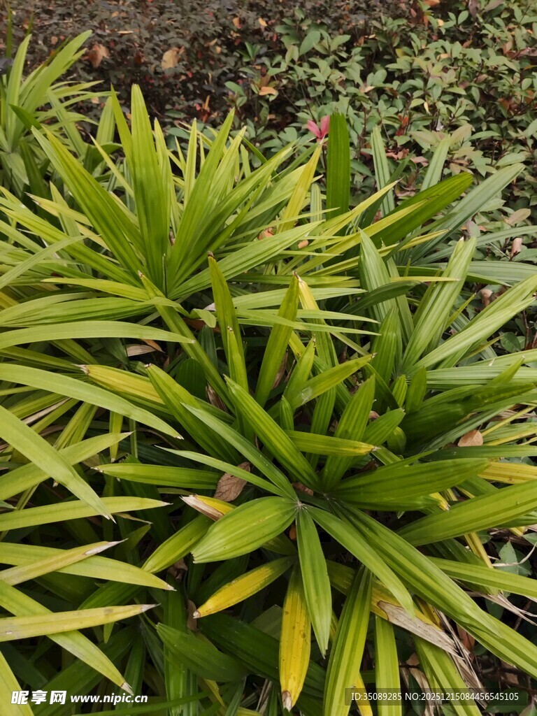 翠绿丛生的剑形叶片植物