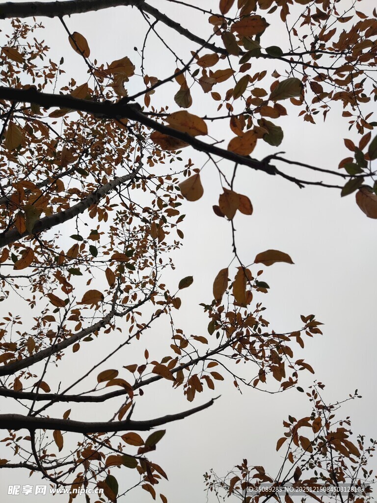秋日树枝上的枯黄树叶