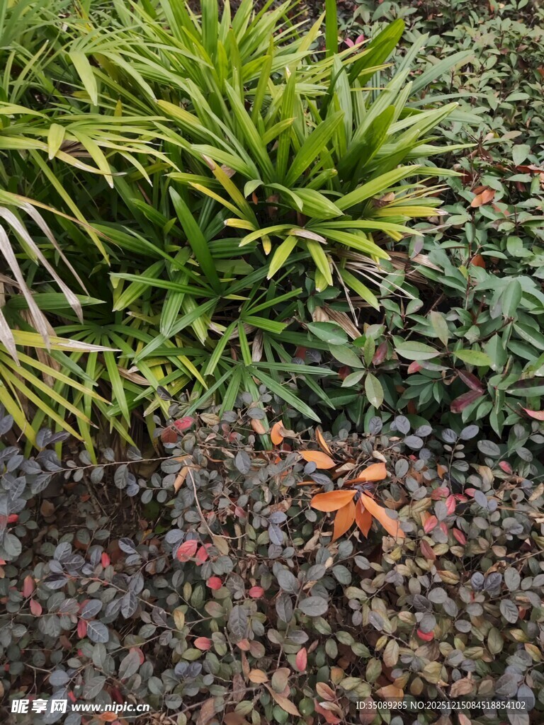 绿植丛中的橙色植物