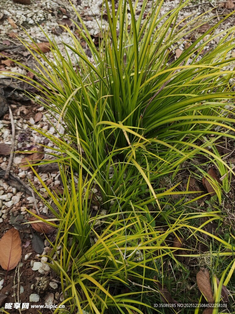 翠绿丛生草本植物特写