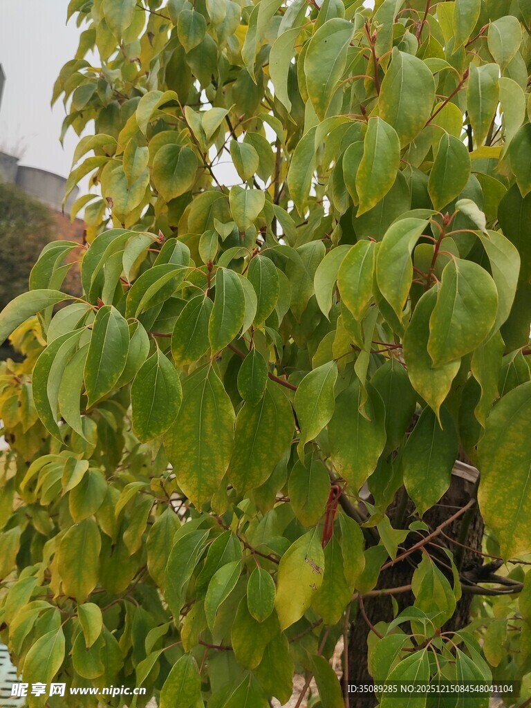 绿叶繁茂的树木特写