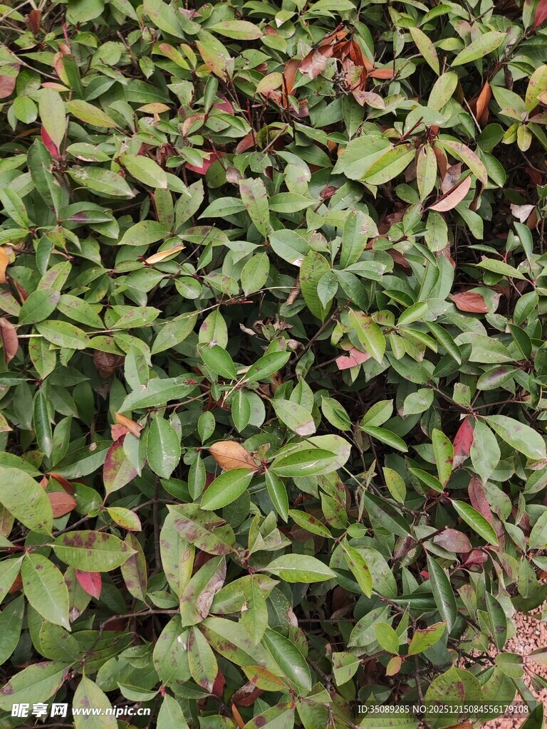 绿叶繁茂的植物景观
