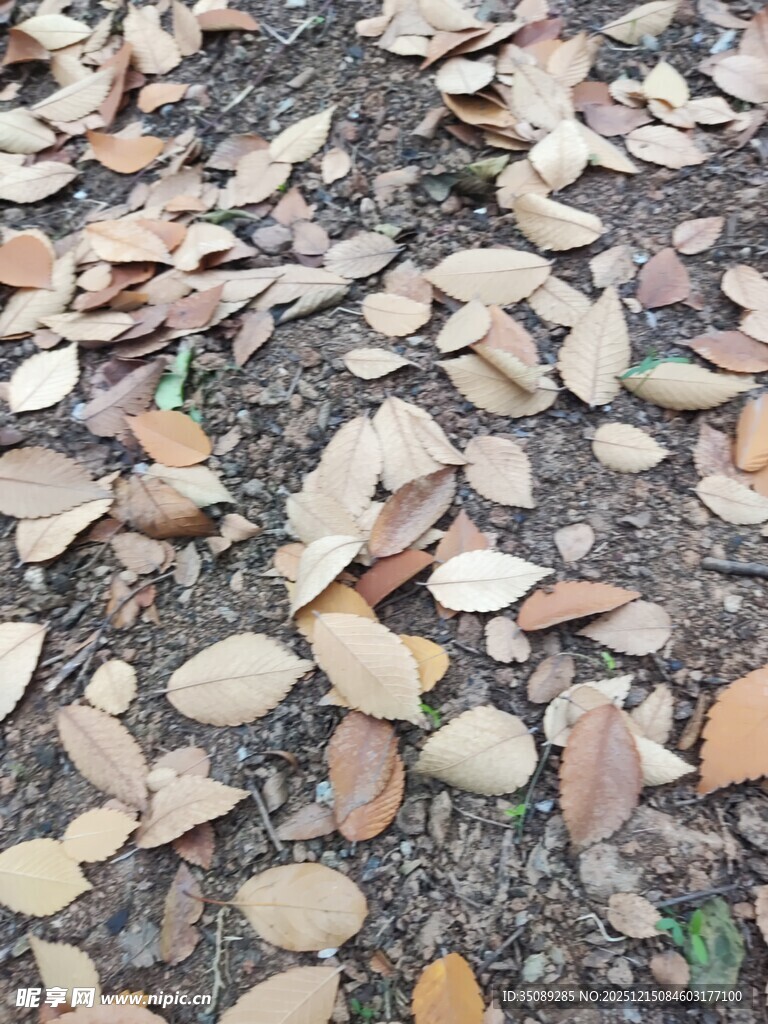 地面散落的枯叶