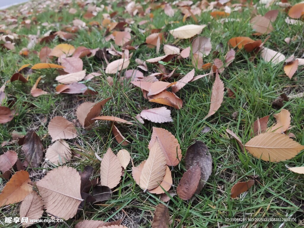 草地上的缤纷落叶