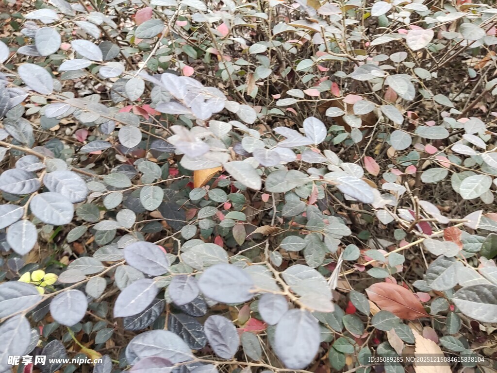 地面上的多彩落叶景观