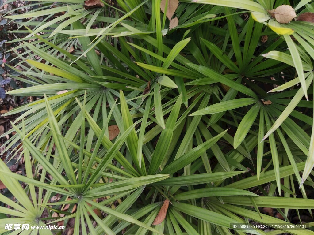 翠绿蒲葵叶特写