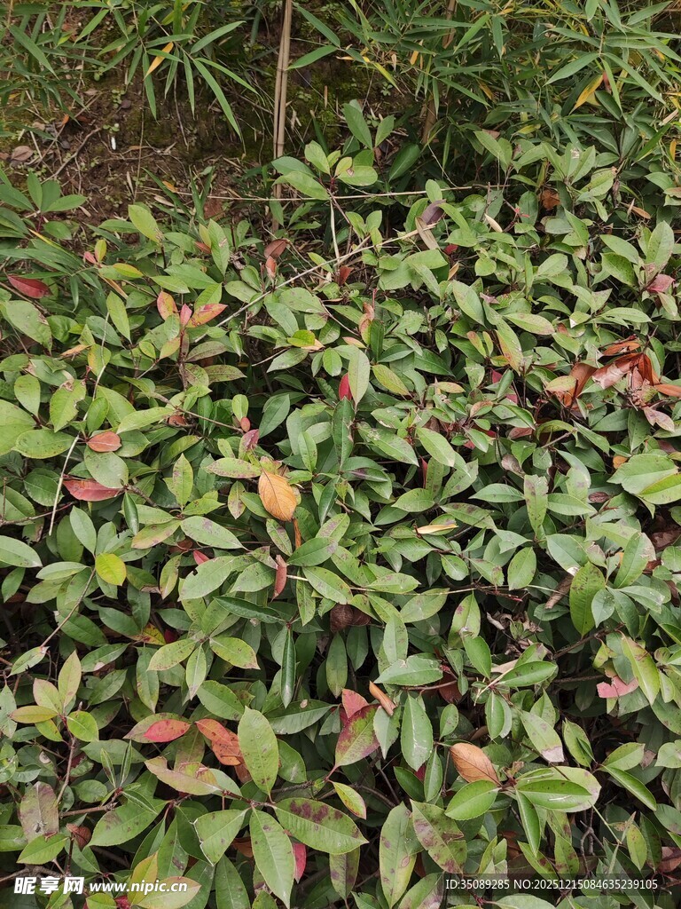 绿叶繁茂的地面植物景观