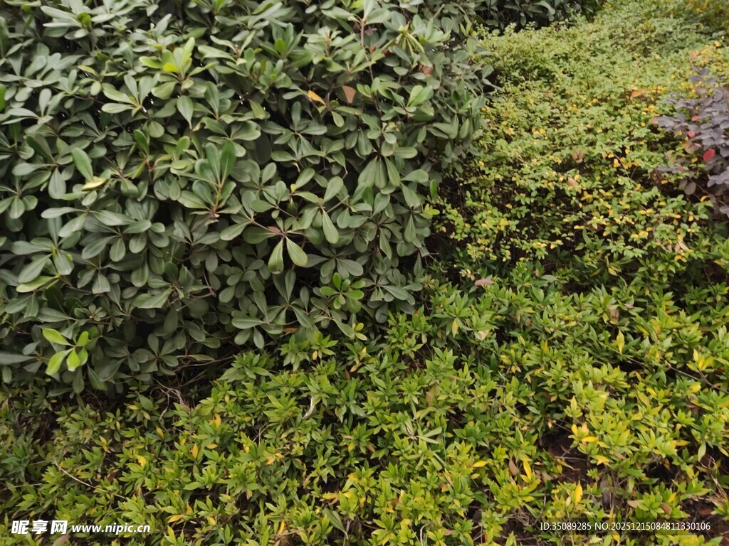 繁茂绿植景观