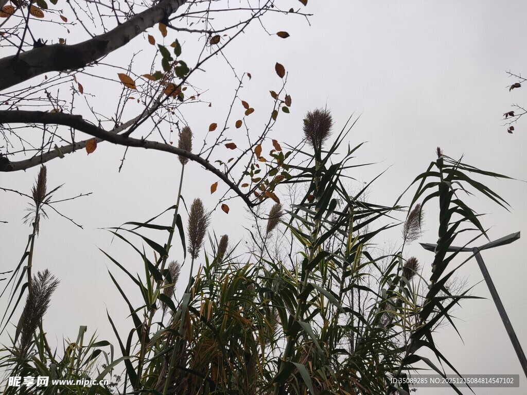 秋日芦苇与树枝景致