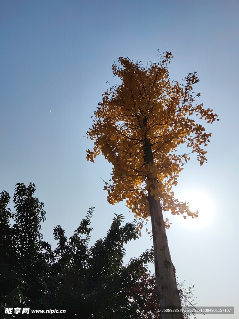 秋日银杏独树映蓝天