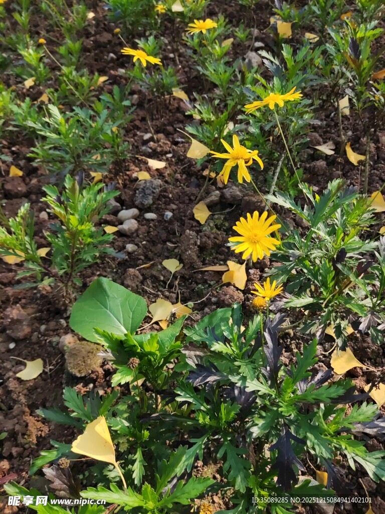 草地中的黄色小花绽放