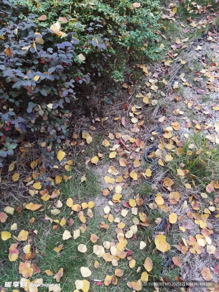 落叶铺地的秋日林间景象