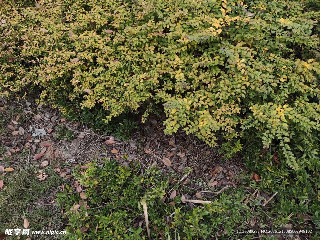 黄绿色灌木丛景观