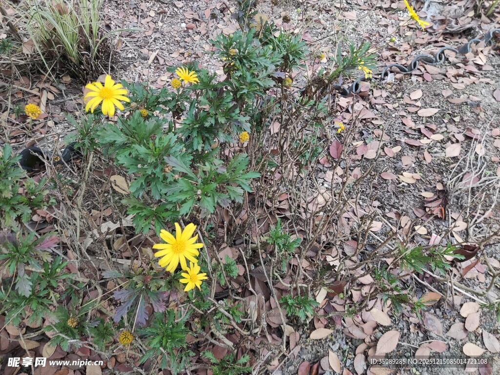 野外绽放的黄色小花