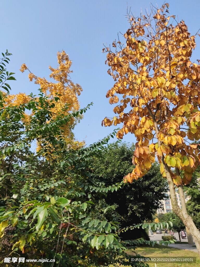 秋日斑斓树木景致