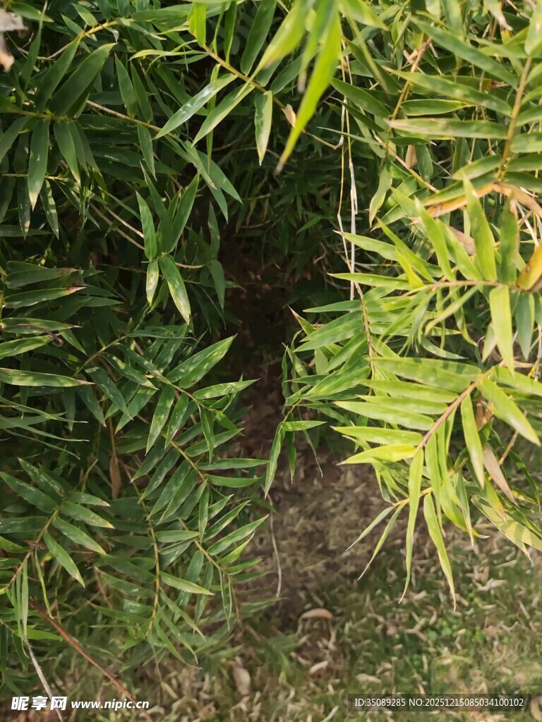 翠绿竹叶下的隐秘角落