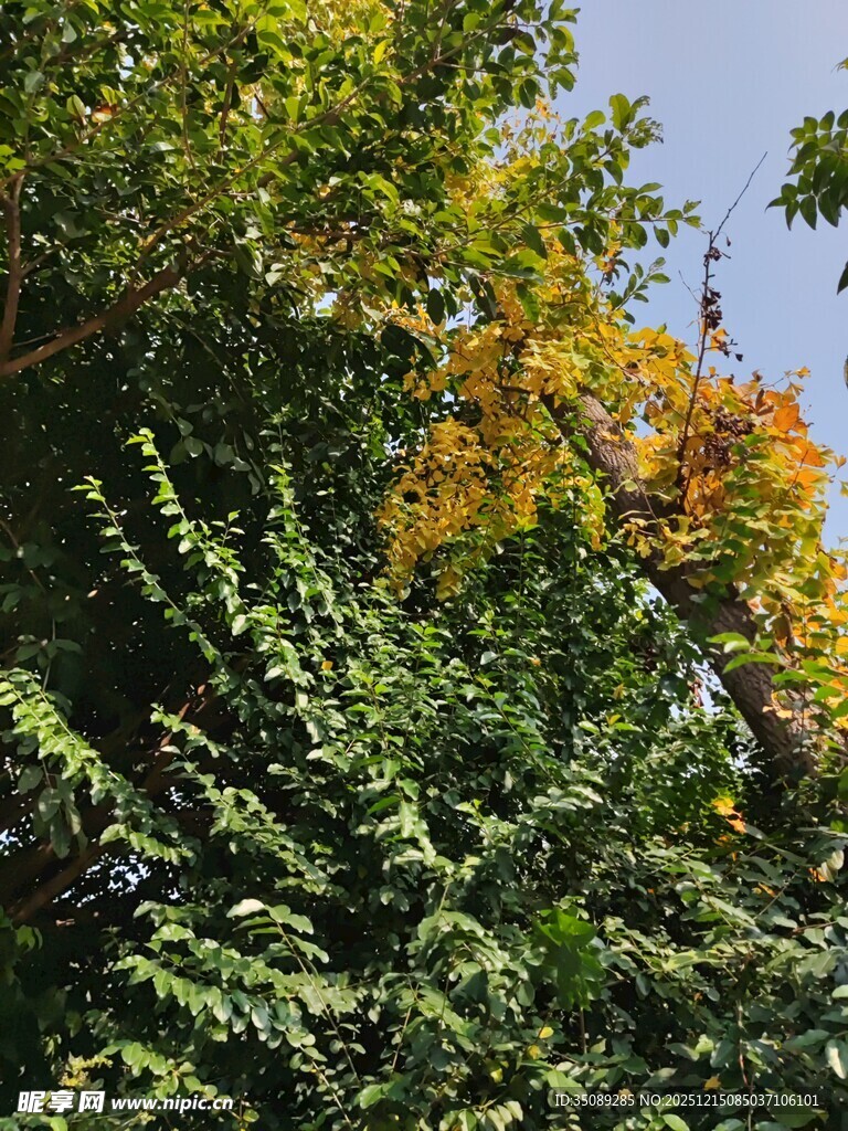 秋日绿树间的一抹金黄