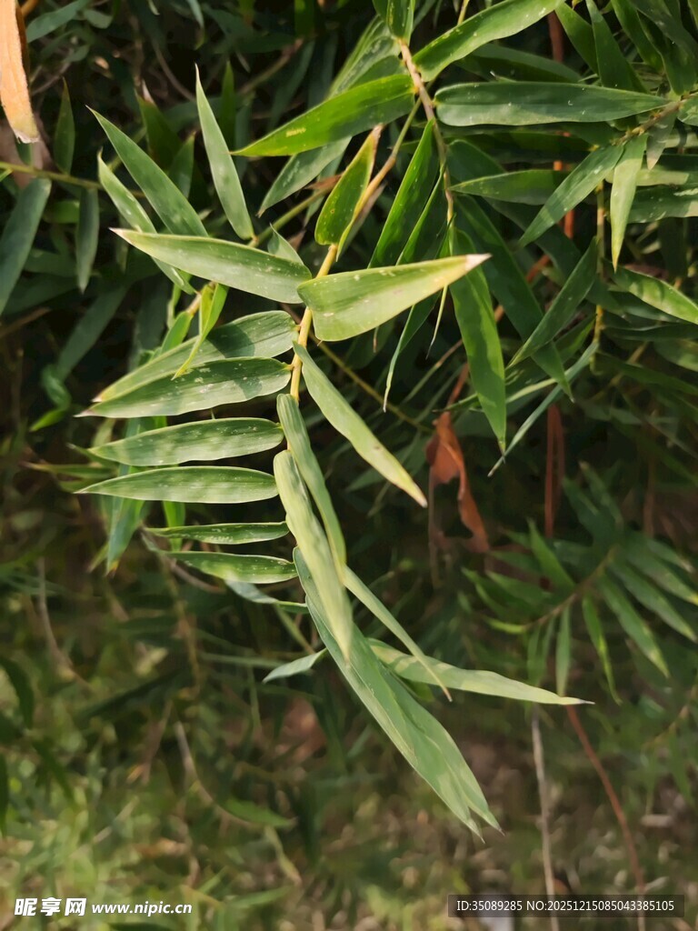 翠绿竹叶特写