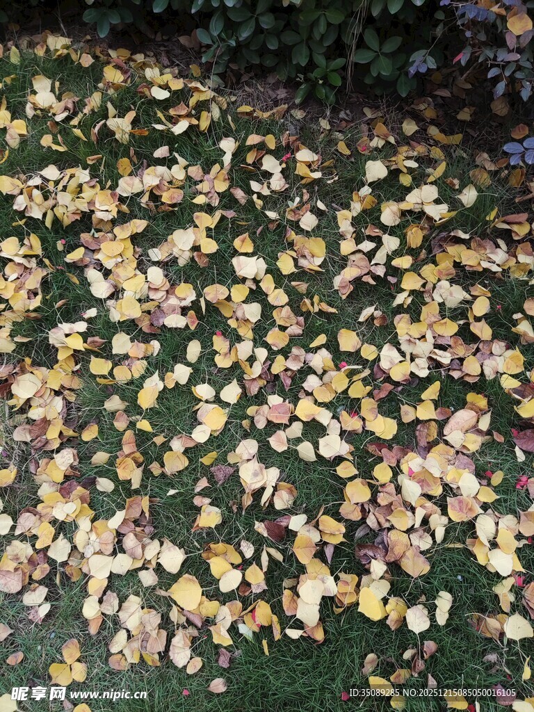 秋日落叶铺满翠绿草地