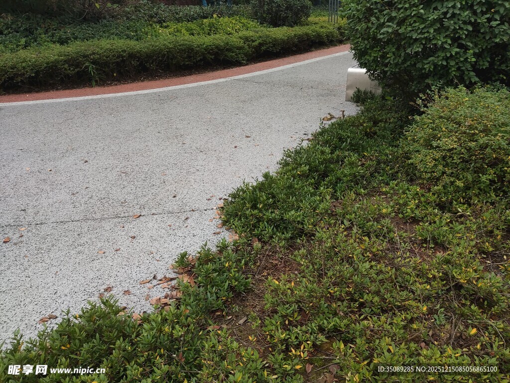 蜿蜒小径旁的绿植景观