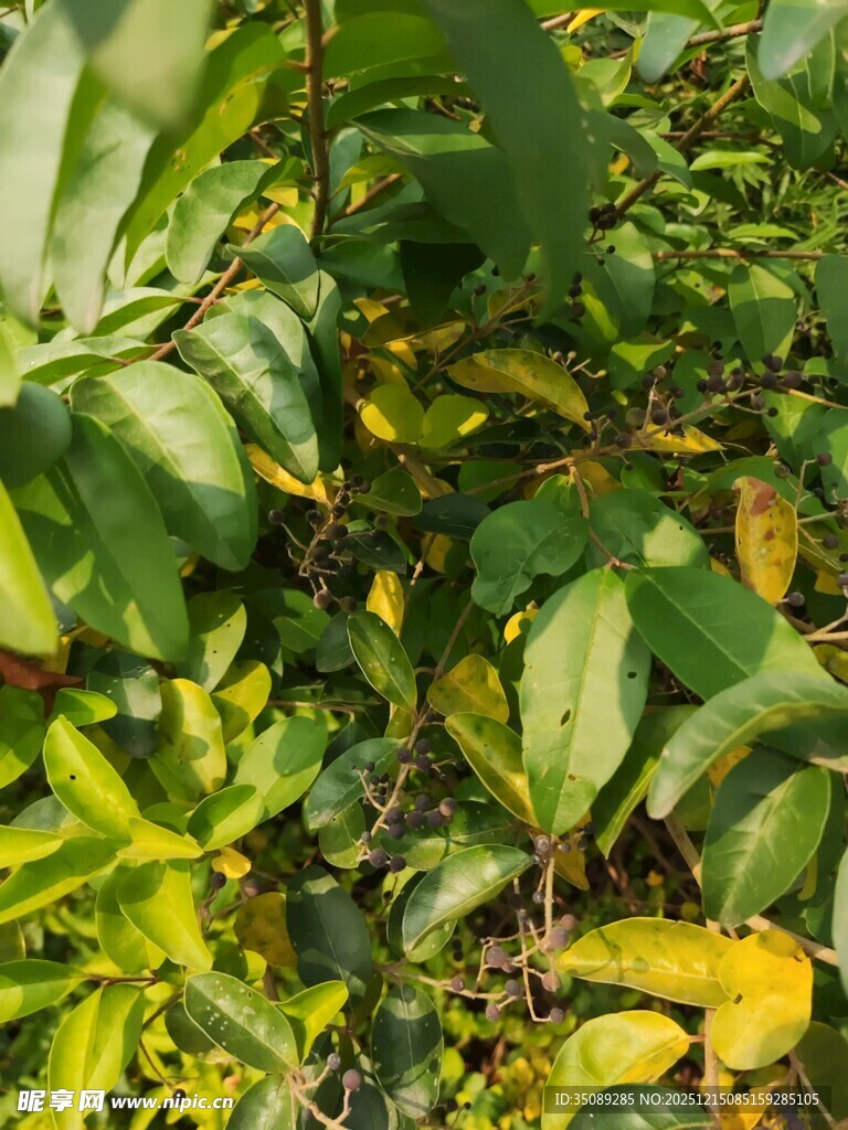 繁茂绿植展现自然生机