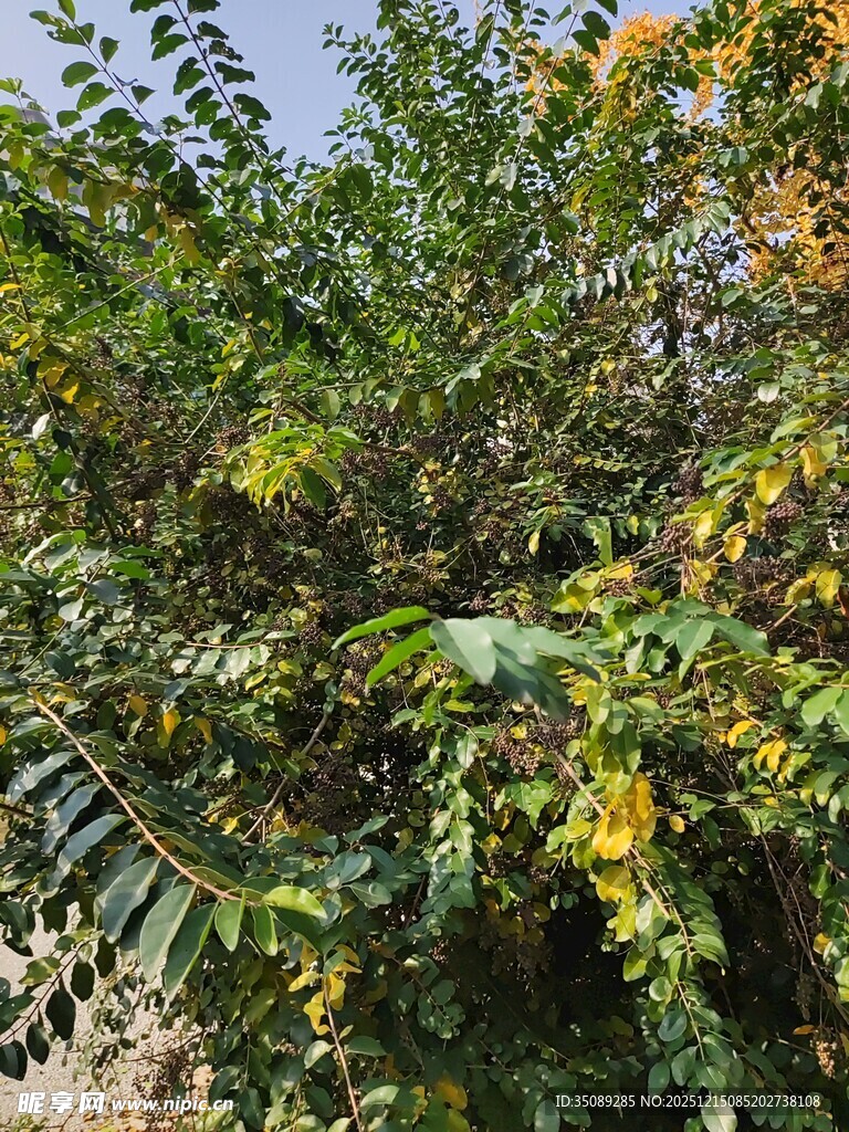 绿叶繁茂的植物景观