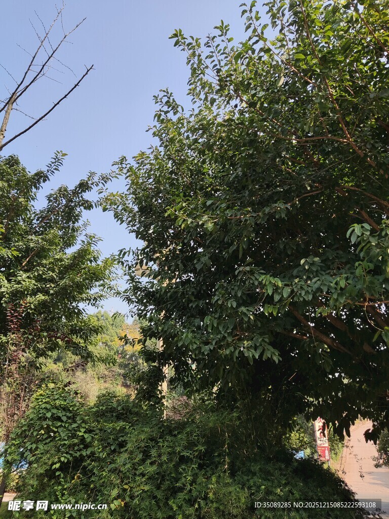 繁茂绿树自然清新景致