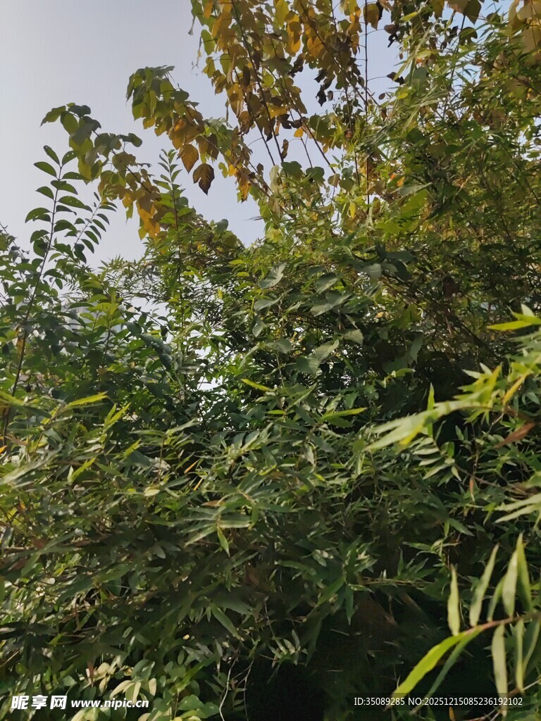 繁茂绿植展现自然生机