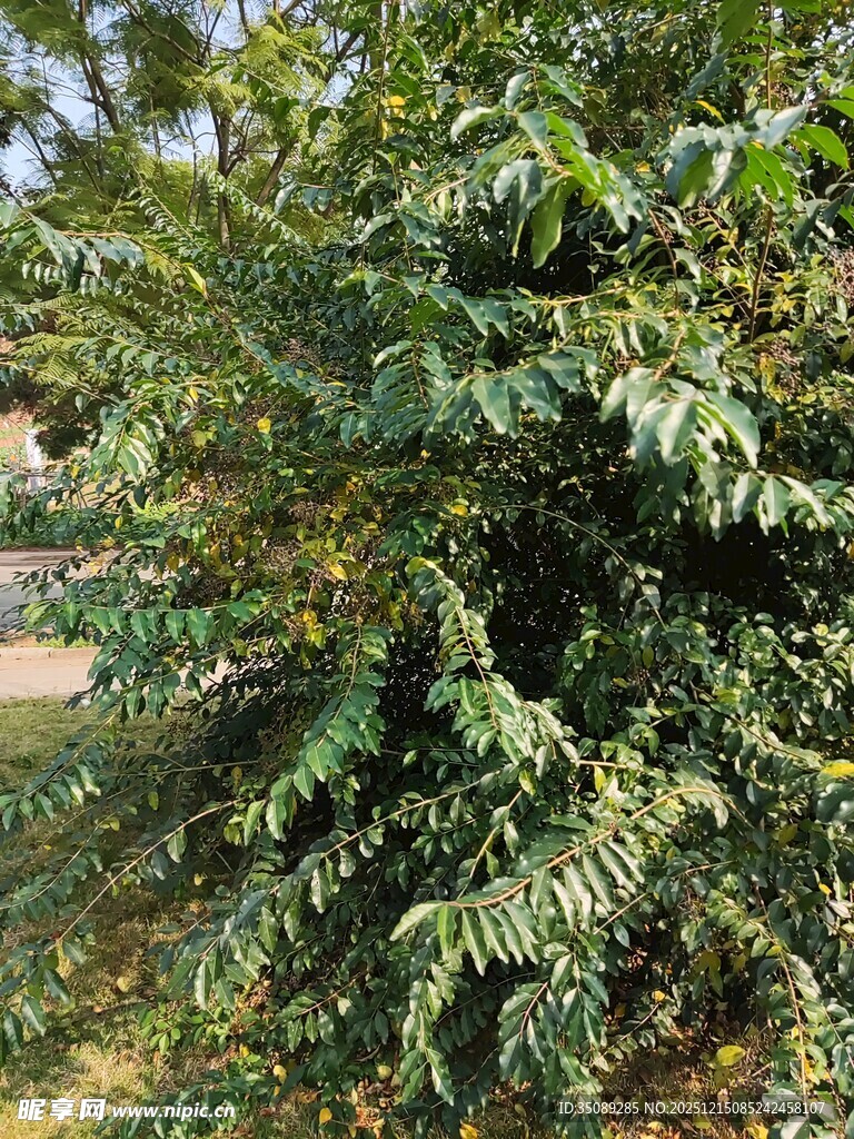 茂盛的绿植景观