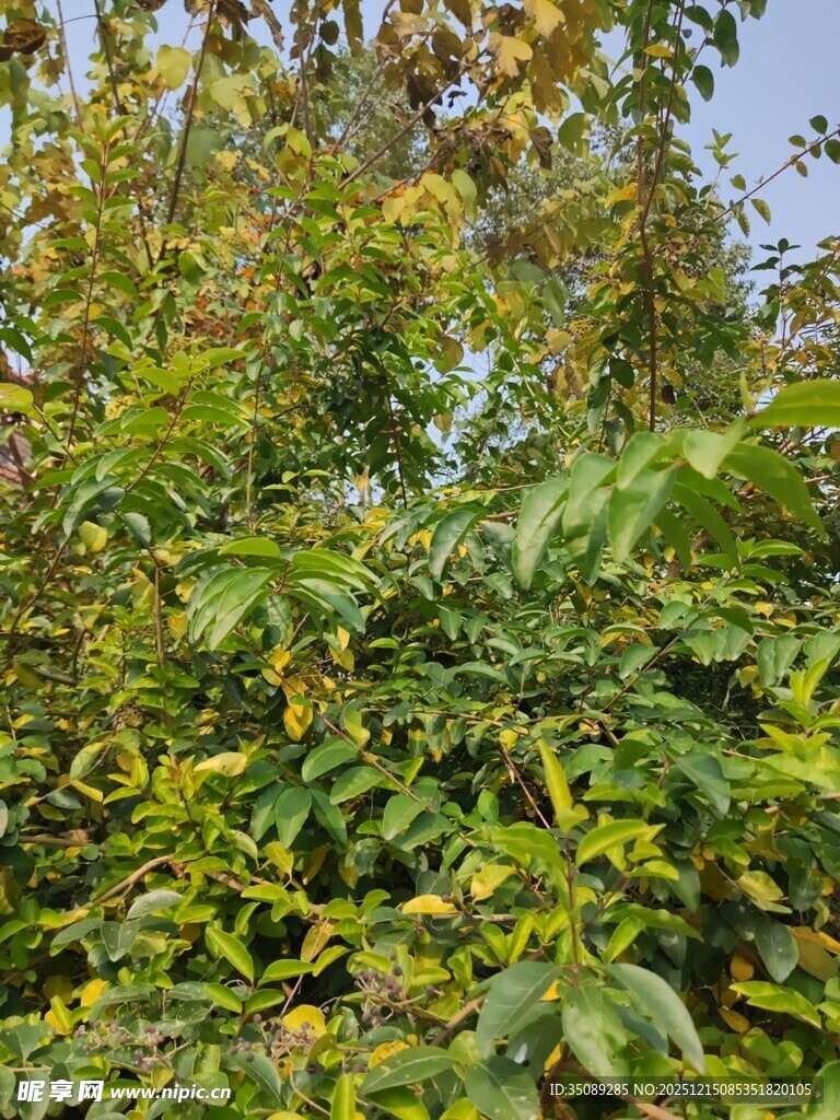 繁茂绿植展现自然生机