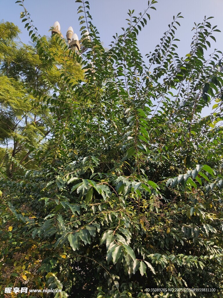 繁茂绿植展现自然生机