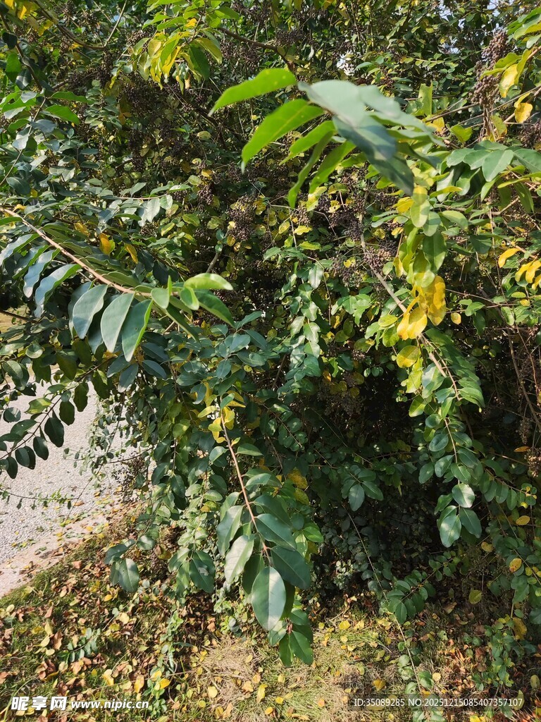 路边繁茂绿植景观