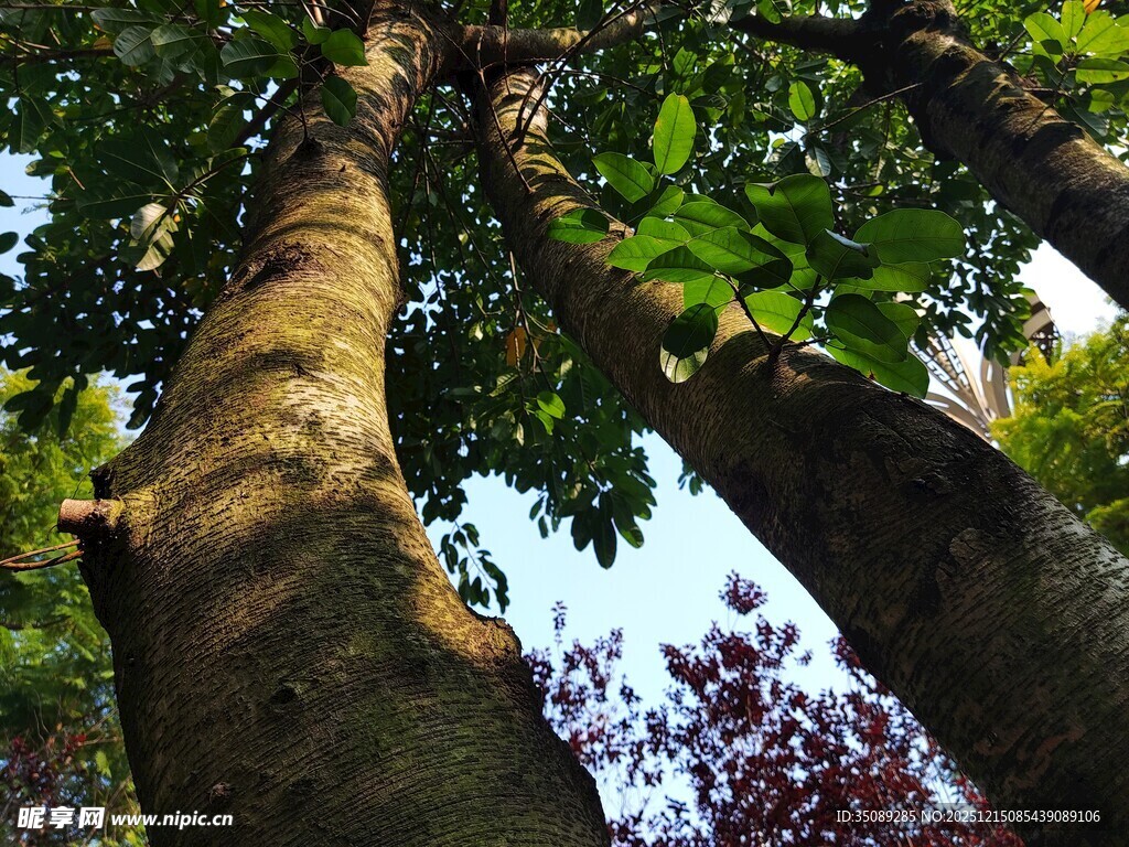 仰视葱郁大树