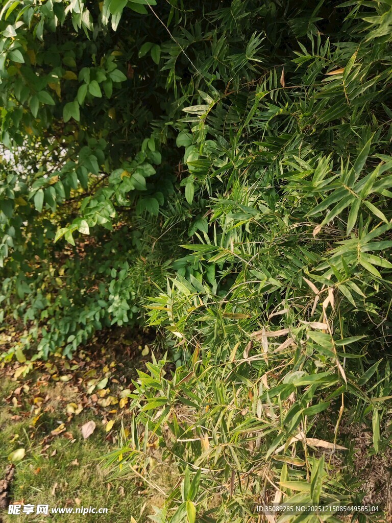 茂密绿植景观