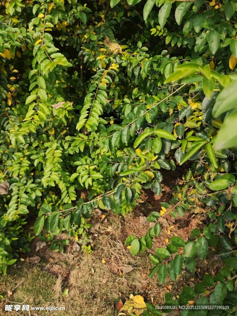绿叶繁茂的植物景观