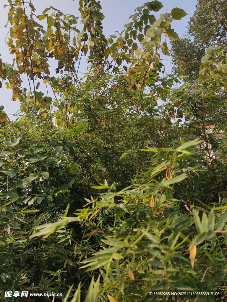 繁茂绿植展现自然生机