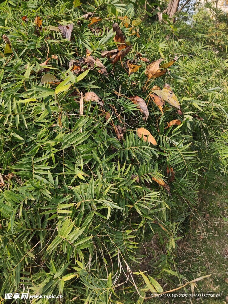 绿叶间的多彩植物