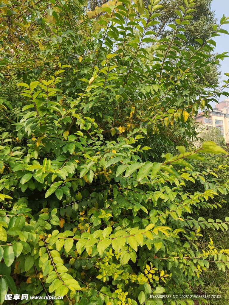 翠绿繁茂的植物景观