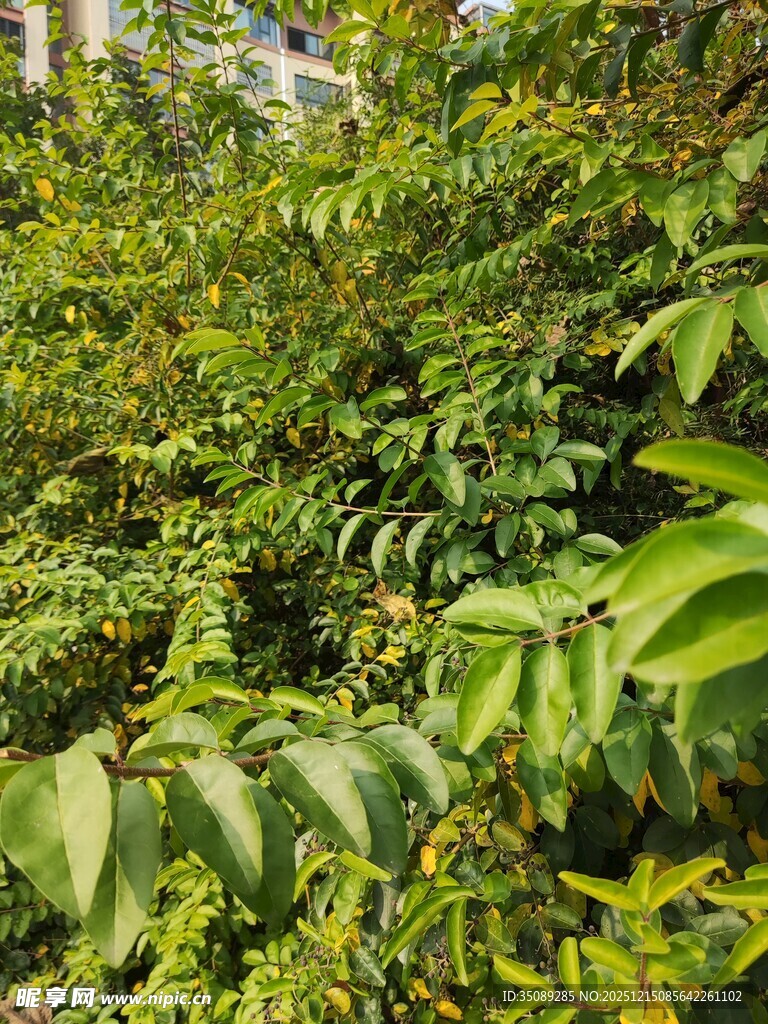 繁茂绿植展现自然生机