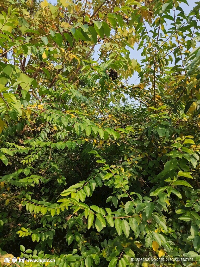 繁茂绿叶植物特写