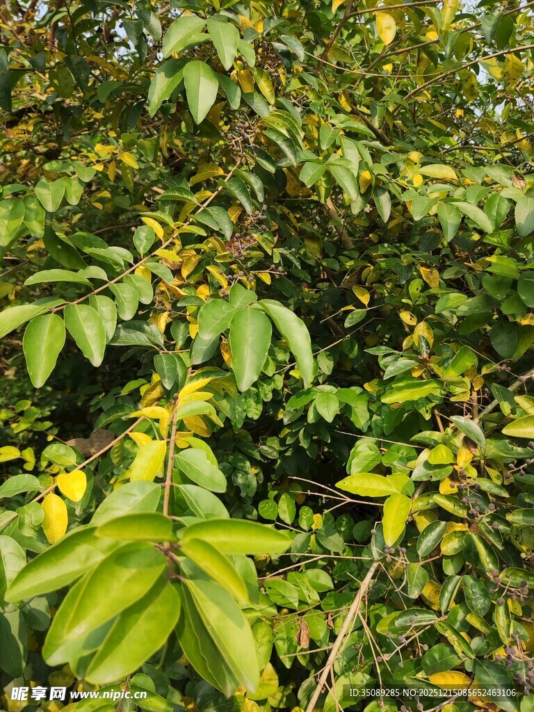 绿叶间的黄色果实