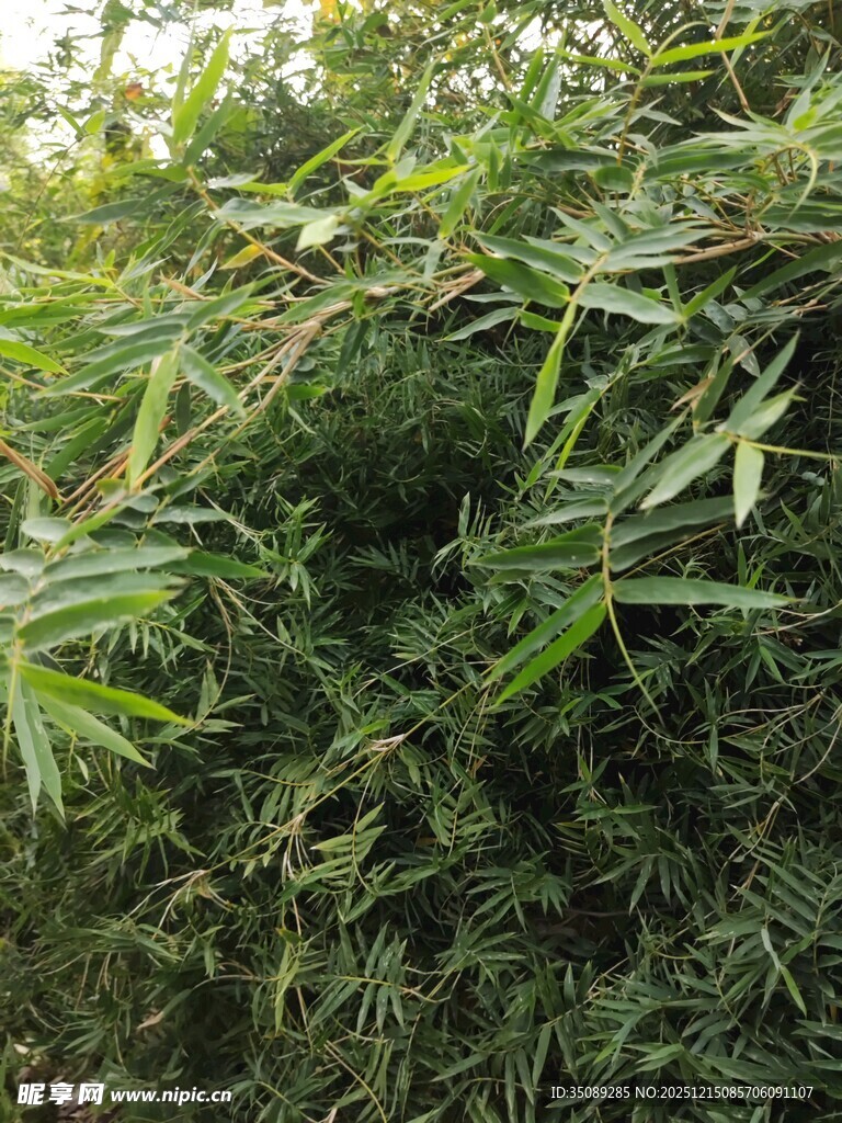 茂密绿植景观