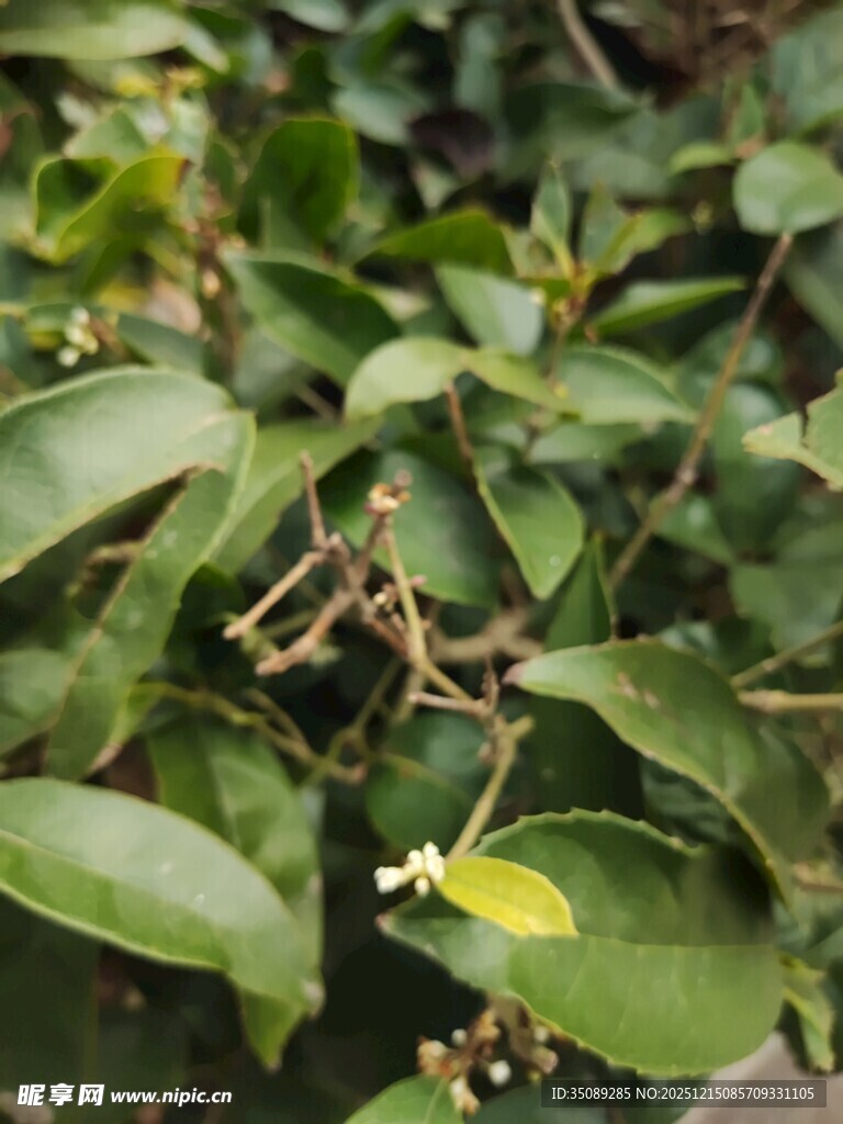 绿叶丛中的黄色叶片