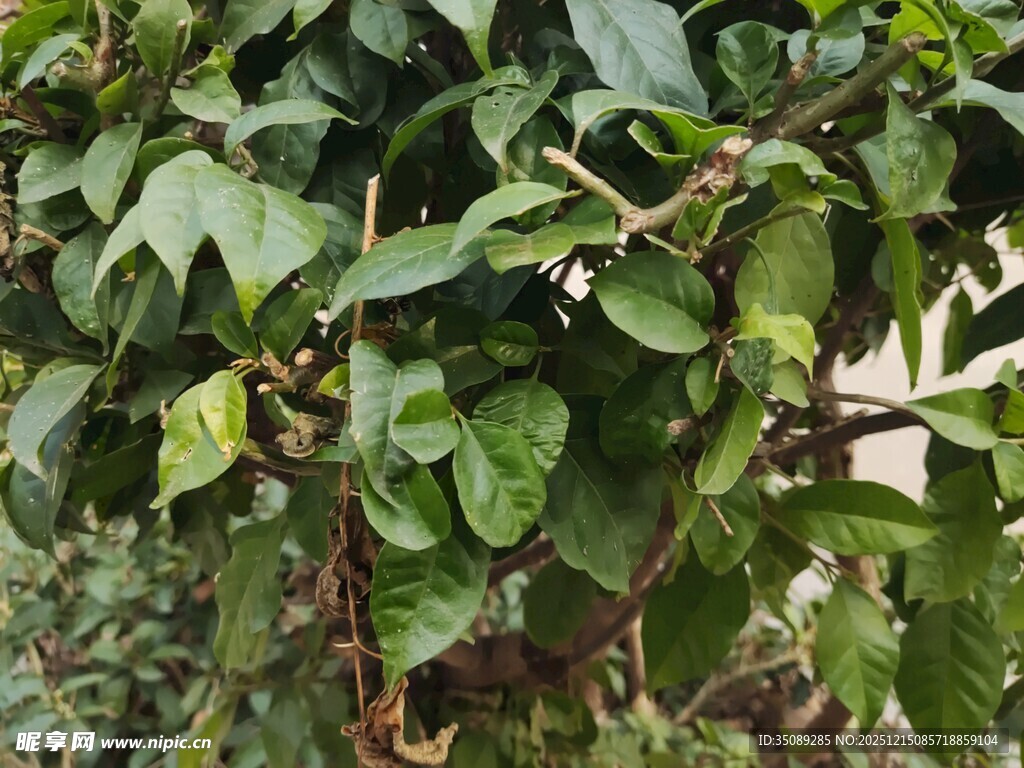 绿叶繁茂的植物景象
