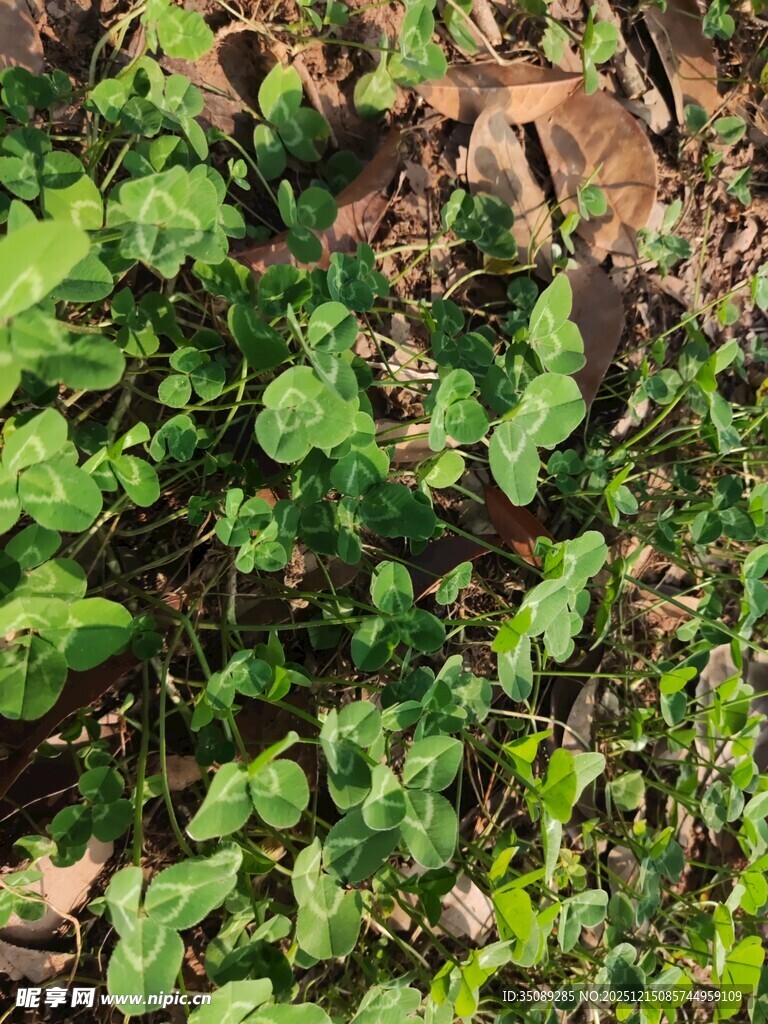 翠绿繁茂的地面绿植景观