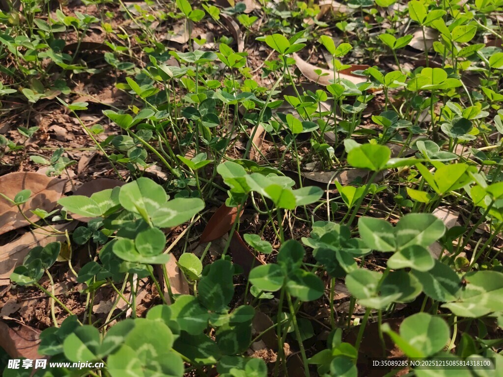 绿叶繁茂的地面植物景观