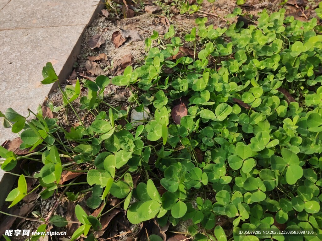 地面上嫩绿的丛生植物